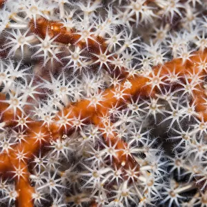 Polyps on gorgonian fan coral. West Papua, Indonesia