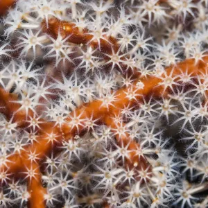 Polyps on Gorgonian Fan Coral Print Polyps on Gorgonian Fan Coral Print