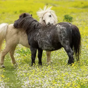 Two ponies mutual grooming, nuzzling in a field of buttercups (Ranunculus sp) Milborne Port, Somerset, England, UK. June Two ponies mutual grooming, nuzzling in a field of buttercups (Ranunculus sp) Milborne Port, Somerset, England, UK. June