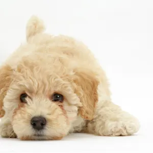 Poochon puppy, Bichon Frise cross Poodle, age 6 weeks