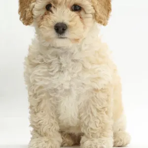 Poochon puppy, Bichon Frise cross Poodle, age 6 weeks