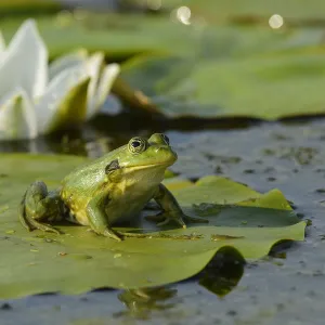 Pool Frog (Rana lessonae) sitting on White lily pad, Danube delta rewilding area, Romania