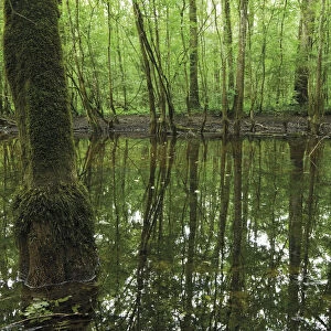 Pool of water left over from the flooded season in a Grey alder (Alnus incana) forest