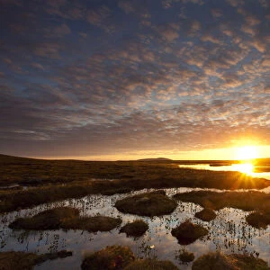 Pools and bog peatland at dawn, Flow Country, Sutherland, Highlands, Scotland, UK