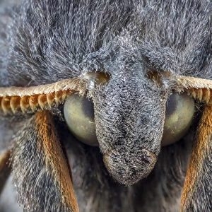 Poplar Hawkmoth (Laothoe populi) male, detail of head showing finely divided antennae