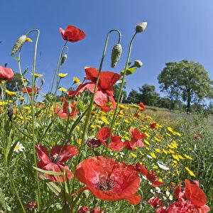 Poppies (Papaver rhoeas) in flower, growing near the military cemetry, Bolsena, Italy