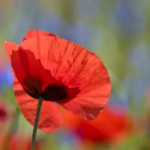 Poppen (Papaver rhoeas), die auf fruchtbaren Feldern in der Nähe von Orvieto im Umbrisch-Alpinen gebürtig sind und Juni Poppen (Papaver rhoeas), die auf fruchtbaren Feldern in der Nähe von Orvieto im Umbrisch-Alpinen gebürtig sind und Juni
