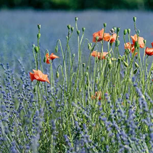 Poppies (Papaver rhoeas) in lavender field, near Sault, Vaucluse, France, September