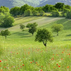 Poppies in Umbrian Field Print Poppies in Umbrian Field Print