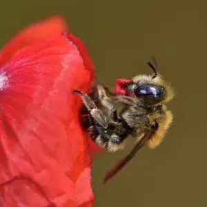 Poppy Bee Nesting Material Print Poppy Bee Nesting Material Print