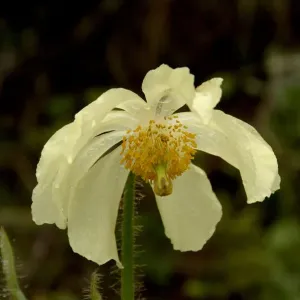 Poppywort (Meconopsis pseudointegrifolia). Yunnan Province, China Poppywort (Meconopsis pseudointegrifolia). Yunnan Province, China