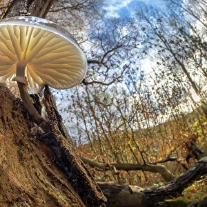 Porcelain fungus (Oudemansiella mucida) growing on fallen European beech (Fagus sylvatica). Peak District National Park, Derbyshire, UK. November
