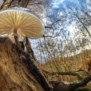 Hongo de porcelana (Oudemansiella mucida) creciendo en un tronco caído de haya europea (Fagus sylvatica). Parque Nacional del Distrito Peak, Derbyshire, Reino Unido. Noviembre. Hongo de porcelana (Oudemansiella mucida) creciendo en un tronco caído de haya europea (Fagus sylvatica). Parque Nacional del Distrito Peak, Derbyshire, Reino Unido. Noviembre.