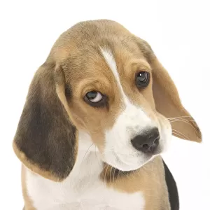 Portrait of a Beagle puppy