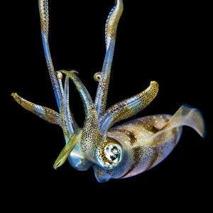 Portrait of a Bigfin reef squid (Sepioteuthis lessoniana) at night above a coral reef