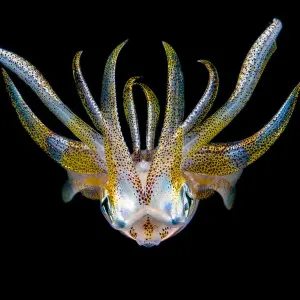 Bigfin reef squid print, Lembeh Strait Bigfin reef squid print, Lembeh Strait