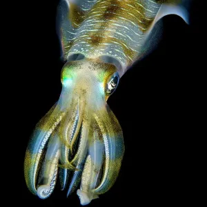 Portrait of Bigfin squid (Sepioteuthis lessoniana) hovering in open water above a