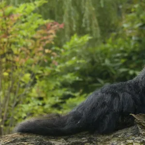 Portrait of Binturong / Asian Bearcat (Arctictis binturong) captive