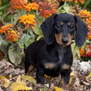 Portrait of black and tan smooth coated Dachshund puppy, sitting in leaves, with zinnias