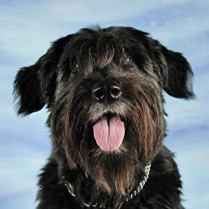 Portrait of a Bouvier des Flander cross-breed dog, sitting and panting