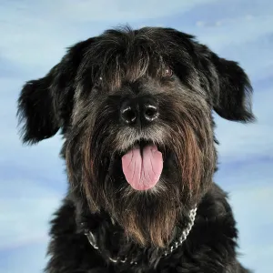 Portrait of a Bouvier des Flander cross-breed dog, sitting and panting