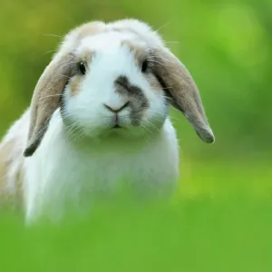 Portrait d'un lapin de compagnie hollandais à oreilles tombantes revêtu de poils bruns et blancs (Oryctolagus cuniculus domesticus), Lorraine, France, juillet. Portrait d'un lapin de compagnie hollandais à oreilles tombantes revêtu de poils bruns et blancs (Oryctolagus cuniculus domesticus), Lorraine, France, juillet.
