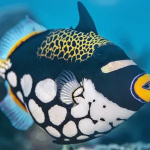 Print of a clown triggerfish on coral reef, Misool Marine Protected Area Print of a clown triggerfish on coral reef, Misool Marine Protected Area