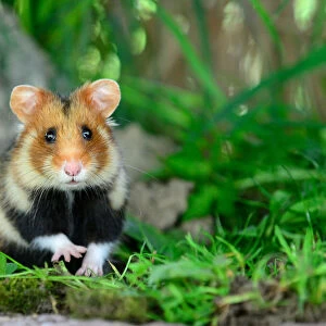 Portrait of a common hamster (Cricetus cricetus) Alsace, France, April, captive