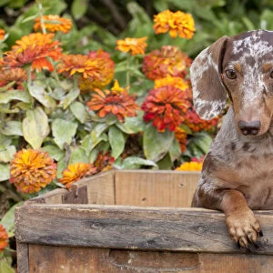 Portrait of dappled miniature Dachshund puppy, in antique wooden box with zinnias in background