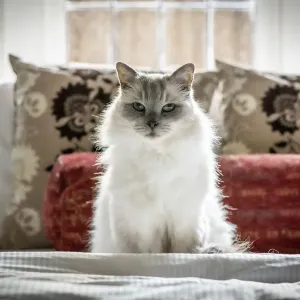 Portrait of domestic ragdoll cat, male Shiloh age 13 on a bed Portrait of domestic ragdoll cat, male Shiloh age 13 on a bed