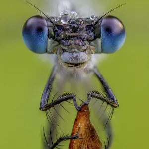 Emerald Damselfly Print Emerald Damselfly Print