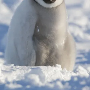 Portrait of Emperor penguin chick (Aptenodytes forsteri) sitting in the snow at Snow