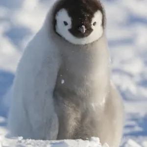 Emperor Penguin Chick Print Emperor Penguin Chick Print