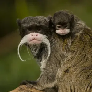 Portrait of an Emperor Tamarin mother with baby, Print Portrait of an Emperor Tamarin mother with baby, Print