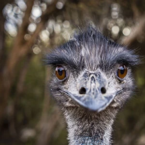 Portrait of Emu (Dromaius novaehollandiae). Kangaroo Island, South Australia