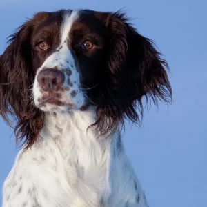 Portrait of English Springer Spaniel (field type). Elkhorn, Wisconsin, USA, January