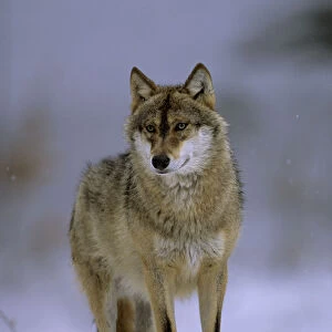 Portrait of European grey wolf (Canis lupus) in snow, Bayerisherwald National Park