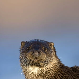 Portrait of European river otter (Lutra lutra) resting amongst seaweed, Isle of Mull