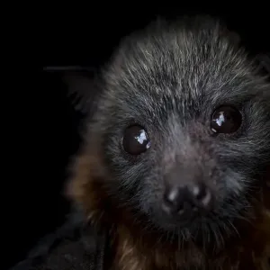 Grey-headed flying-fox pup print