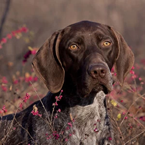 Portrait of German Shorthair Pointer in thicket of pink berries, Illinois, USA