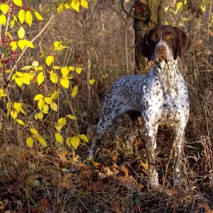 Portrait of German Shorthair Pointer in woodland, Illinois, USA