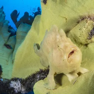 Giant frogfish on yellow elephant ear sponge Print Giant frogfish on yellow elephant ear sponge Print