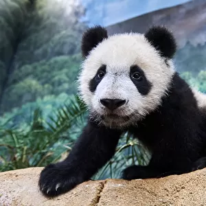 Portrait of giant panda cub (Ailuropoda melanoleuca) captive