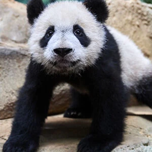 Portrait of Giant panda cub (Ailuropoda melanoleuca) Yuan Meng, first giant panda