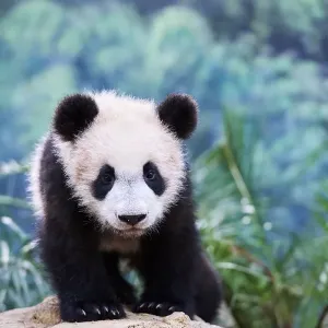 Portrait of Giant panda cub (Ailuropoda melanoleuca) captive Portrait of Giant panda cub (Ailuropoda melanoleuca) captive