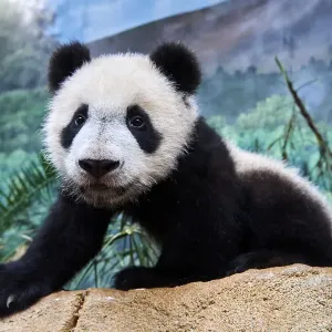 Portrait of giant panda cub (Ailuropoda melanoleuca) captive Portrait of giant panda cub (Ailuropoda melanoleuca) captive