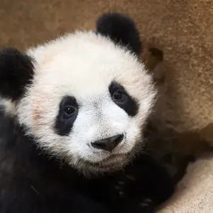 Giant Panda Cub Print Giant Panda Cub Print