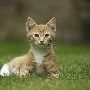 Portrait of ginger kitten lying on grass