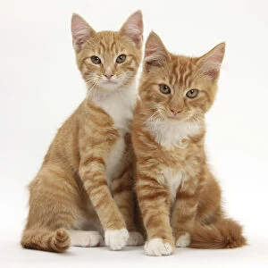 Portrait of two ginger kittens