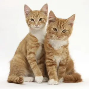 Portrait of two ginger kittens Portrait of two ginger kittens